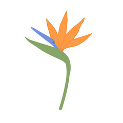 Bird of Paradise Flower Illustration