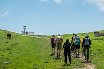 Obraz premium group of hikers walks up a mountain trail on a sunny day, carrying backpacks and trekking poles, surrounded by green fields, cows, and fresh alpine air.