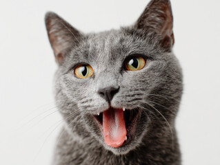 Obraz premium Close up of a gray cat with its mouth open and tongue visible isolated on white background