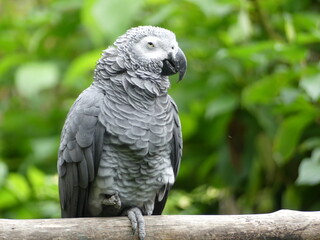 portrait of a parrot
