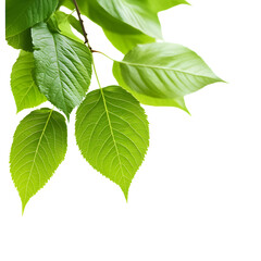 Vibrant Green Leaves in Natural Environment Display