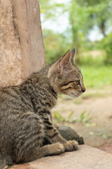Obraz premium cat in the garden