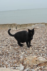 Cats walking on the beach. Street cats.
