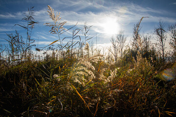 Fototapeta premium Jesień w naturze
