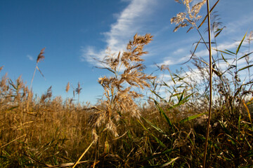 Fototapeta premium Jesień w naturze