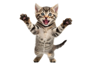 A tabby kitten standing on its hind legs with paws up in the air on a plain white background studio shot