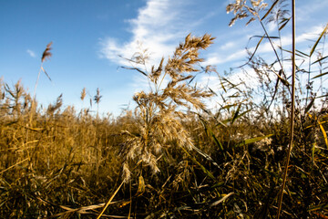 Fototapeta premium Jesień w naturze