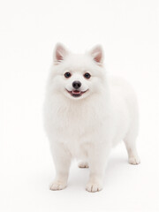 Obraz premium a smiling cream white Pomeranian puppy dog