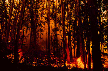 fire;departement