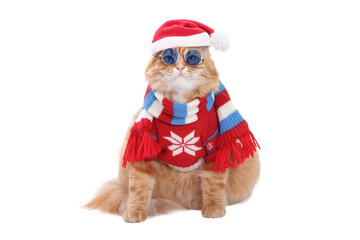 Cute ginger cat in Santa hat, red sweater and winter scarf, isolated on white background, festive PNG pet portrait, perfect for Christmas design, holiday decoration, collage or card.