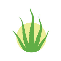Aloe vera plant symbol representing organic wellness and eco friendly living