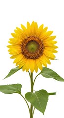 Obraz premium Bright yellow sunflower isolated on white background with green leaves