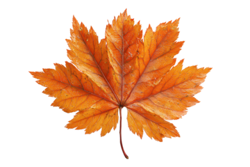A single orange maple leaf with crisp serrated edges and visible veins, isolated on transparent background.
