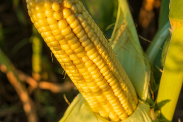 Vibrant yellow corn ear on stalk with green husks. Ripe maize kernels shimmer under warm golden sunlight in nature.