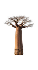 Majestic baobab tree isolated on transparent background