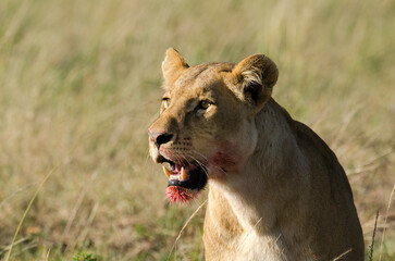 Fototapeta premium lion, lionne, femelle, panthera leo, Réserve de Masai Mara, Kenya