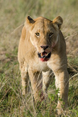 lion, lionne, femelle, panthera leo, Réserve de Masai Mara, Kenya