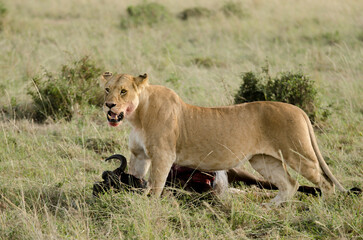 lion, lionne, femelle, panthera leo, Réserve de Masai Mara, Kenya