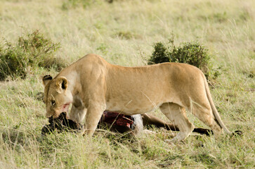 lion, lionne, femelle, panthera leo, Réserve de Masai Mara, Kenya