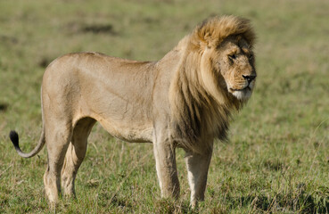 lion, male, panthera leo, Réserve de Masai Mara, Kenya