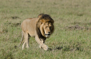 lion, male, panthera leo, Réserve de Masai Mara, Kenya