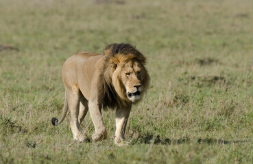 lion, male, panthera leo, Réserve de Masai Mara, Kenya