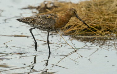 Barge à queue noire,Limosa limosa, Black tailed Godwit