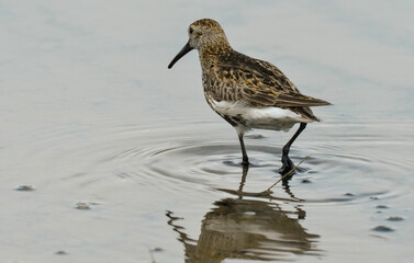Obraz premium Bécasseau variable, Calidris alpina, Dunlin