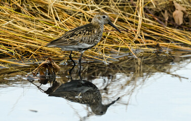 Bécasseau variable,Calidris alpina, Dunlin