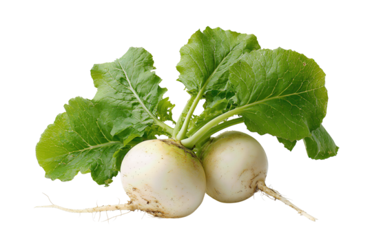 A fresh white turnip with green stems and small root tail, clean and natural, isolated on transparent background.

