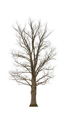 Obraz premium Leafless tree with white branches on transparent background
