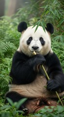 Obraz premium Cute panda bear sitting and eating bamboo in lush green forest