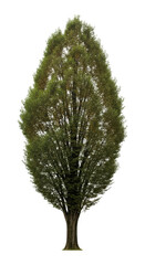 Fototapeta premium Lush green tree with dense foliage on transparent background