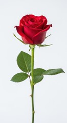 Beautiful red rose flower isolated on white background