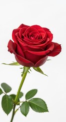 Beautiful red rose flower isolated on white background with green stem