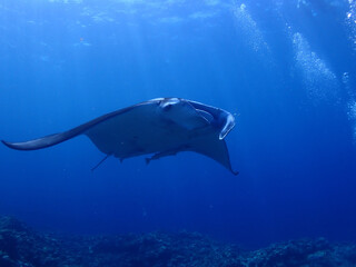 沖縄・石垣島海底でマンタウォッチング
