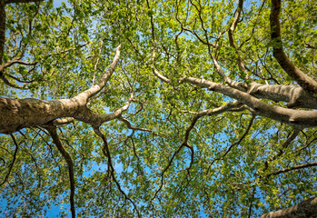 Fototapeta premium Looking Up at Tree Canopy with Fresh Green Leaves
