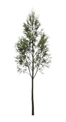 Tall lush evergreen tree with dense green foliage on transparent background