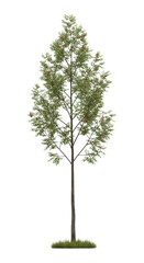 Fototapeta premium Tall green tree with red berries isolated on transparent background
