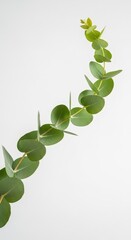 Fresh green eucalyptus branch isolated on white background