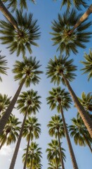 Tall palm trees reaching toward clear blue sky in tropical setting