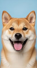 Happy shiba inu dog smiling with tongue out, isolated on blue background