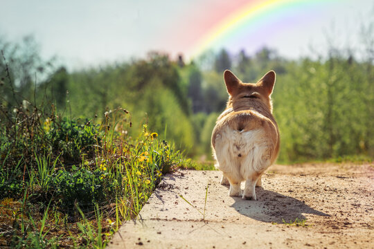 Beloved corgi dog walks over a rainbow bridge during sunset in a peaceful meadow evoking memories and love. Rainbow Bridge Remembrance Day