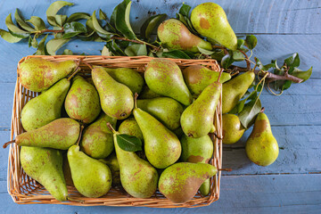 Conference Pears on a rustic table