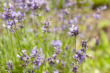 Lavender flowers blooming in a vibrant garden, showcasing delicate purple petals and lush green foliage, creating a serene and fragrant atmosphere in nature