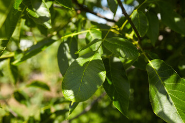 Walnut tree leaves in vibrant green hues, showcasing intricate textures and natural patterns, surrounded by lush foliage and sunlight filtering through branches