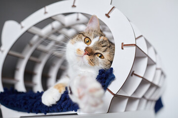Playful domestic cat reaching out from modern pet tunnel, showcasing its curious nature and cozy...