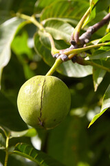 Green walnut pericarp hanging from a branch surrounded by lush green leaves, showcasing the natural beauty and growth of this unique fruit in its environment