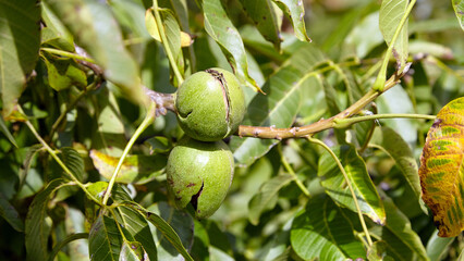 Obraz premium Green walnut pericarp hanging on tree branches surrounded by lush green leaves, showcasing natural growth and the beauty of organic agriculture in a vibrant environment