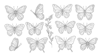Obraz premium Intricate butterfly designs and floral elements: detailed line art collection